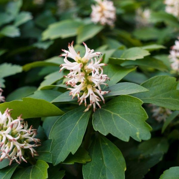Close-up of Pachysandra with small white spring flower spikes rising above glossy evergreen leaves in filtered shade.