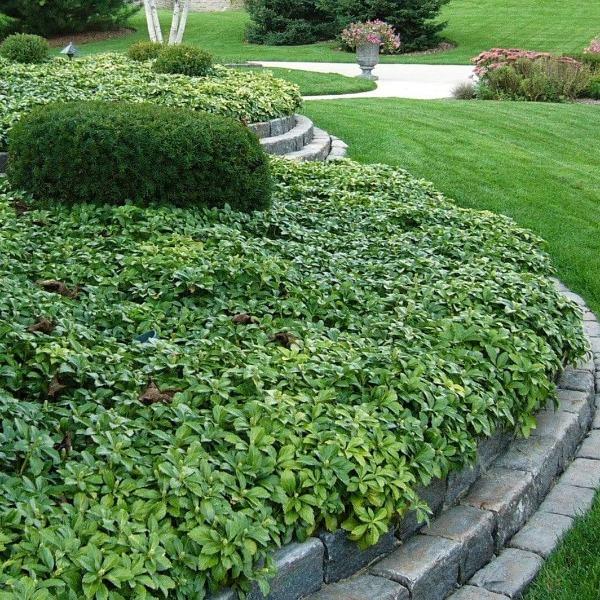 Pachysandra forming a dense evergreen carpet beneath trees in a shaded landscape bed with glossy dark green foliage.