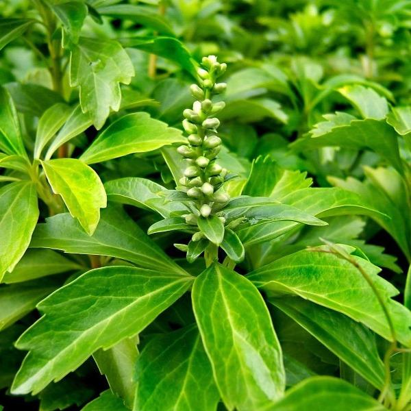 Close-up of Pachysandra glossy evergreen leaves in filtered shade.