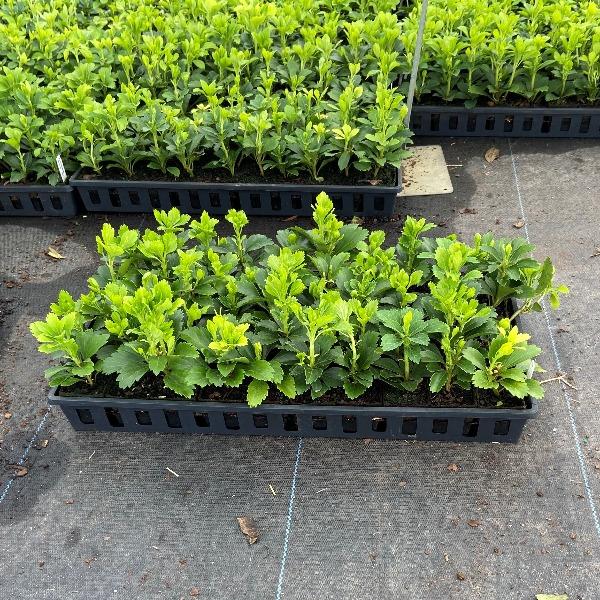 Garden Goods Directs Flat of 50 individual plants ready for shipping