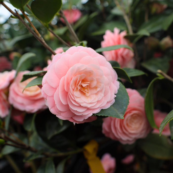 Close-up of Pink Perfection camellia flower, formal double soft pink petals with perfectly layered texture against dark green foliage.