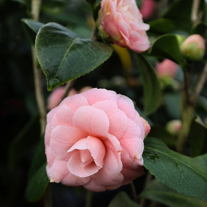 close-up photo of pink blooms on pink perfection camellia in early spring