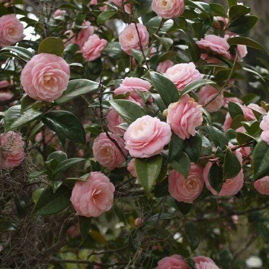 Pink Perfection camellia shrub in a foundation bed, glossy evergreen leaves with soft pink double blooms brightening late winter.