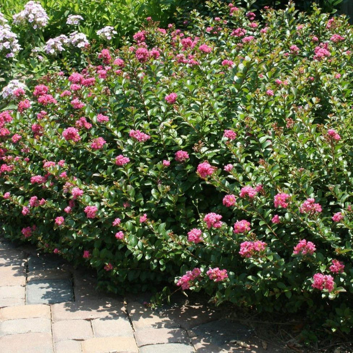 Pocomoke Crape Myrtle with rosy-pink summer blooms growing as a compact dwarf shrub in full sun