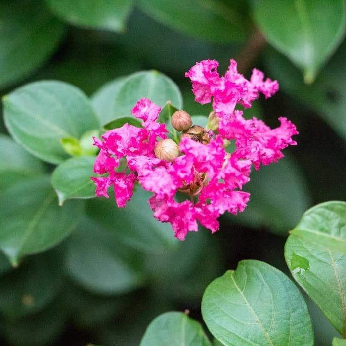 Dwarf Pocomoke Crape Myrtle growing in a patio container