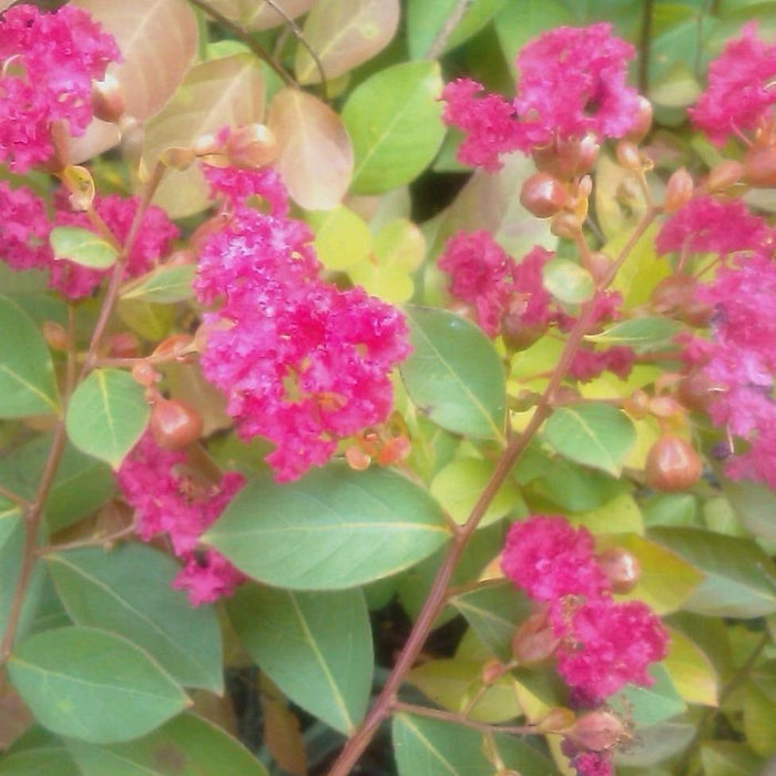 Pocomoke Crape Myrtle blooming in a sunny border with bright pink flower clusters