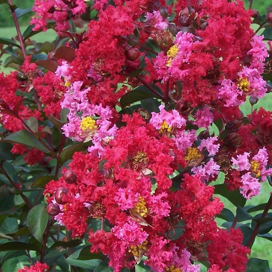 Princess Zoey Crape Myrtle with pink and red summer blooms growing as a compact dwarf shrub in full sun