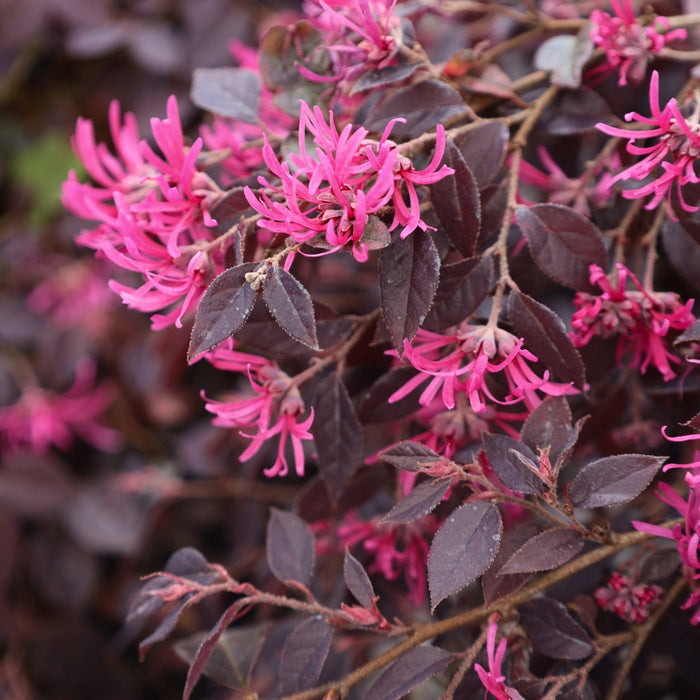 Close-up of Purple Daydream® pink fringe flowers in spring, ribbon-like blooms popping above dark purple foliage with fine texture.