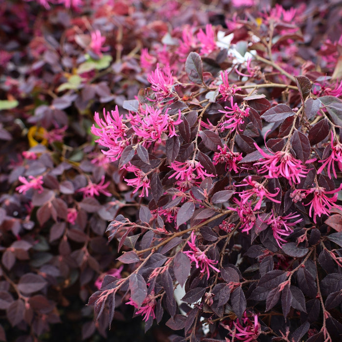 Purple Daydream® loropetalum spilling softly in a large container, purple foliage and spring pink blooms brightening a patio in sun to part shade.