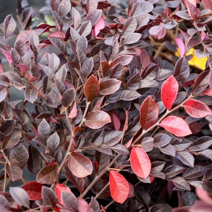 Purple Daydream® loropetalum in a border, low mounded purple evergreen foliage creating rich contrast along a sunny foundation bed.
