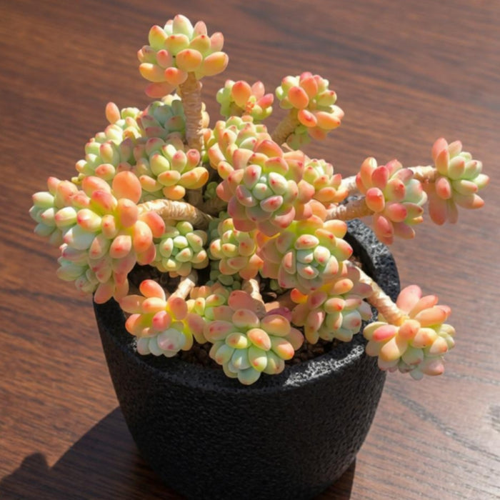 Sedum Clavatum (4 inch)