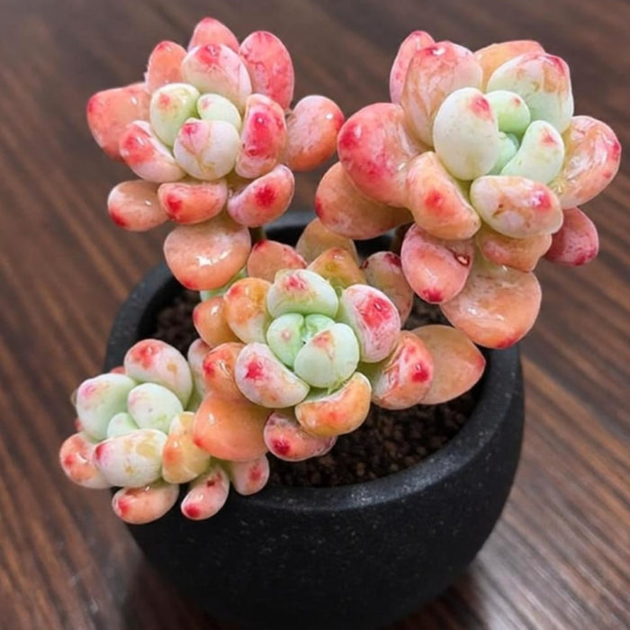 Sedum Clavatum (4 inch)