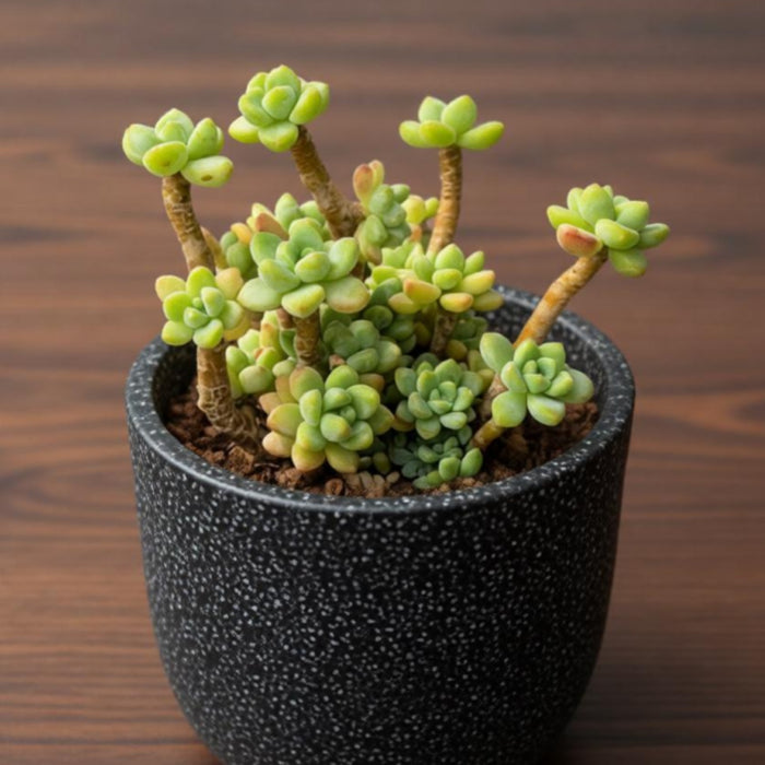 Sedum Clavatum (4 inch)