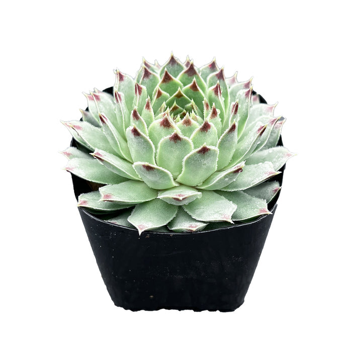 Sempervivium calcareum