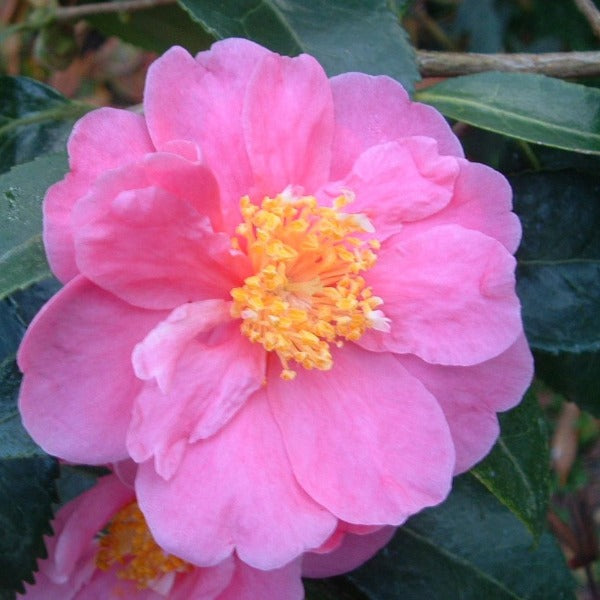 Close-up of Winter’s Joy camellia semi-double rosy pink flower with golden center, ruffled petals, and deep green leaves.