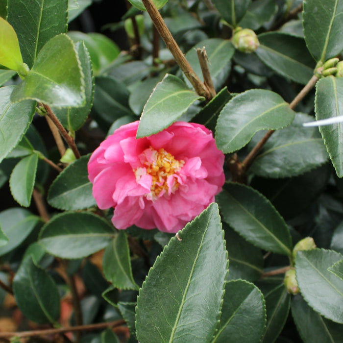 Winter’s Joy camellia in a front bed, glossy evergreen shrub covered in rosy pink blooms during fall and early winter.